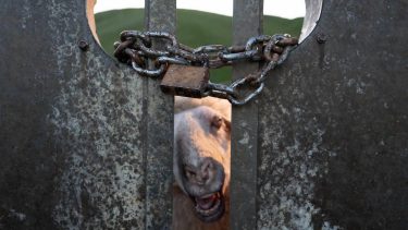 BLACK SHEEPS
